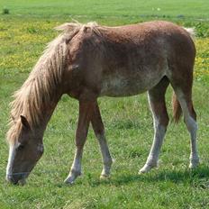Bashkir Curly CF Trevinos Smilla