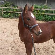 Anden særlig race Spyro