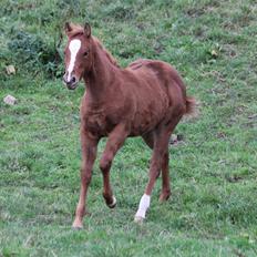 Quarter Slowmovin Hot Fudge