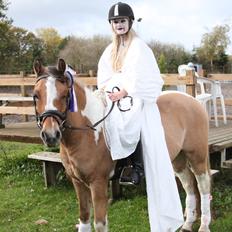 Hollandsk Sportspony Capello ivo