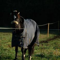 Hollandsk Sportspony Jimmy