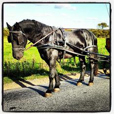 Frieser bravo af Dorotheasminde