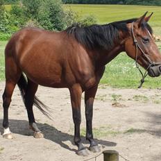 Dansk Varmblod Medina