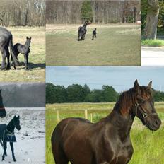 Frieser Antsje van de Martini