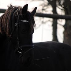 Frieser Antsje van de Martini