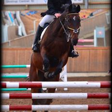 Tjekkisk Varmblod  Kusaj