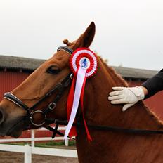 Tysk Sportspony Bacardi