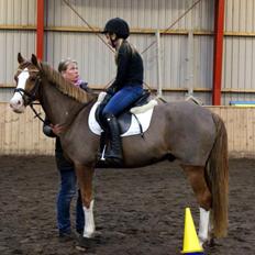 Hollandsk Sportspony U-Peter (Jupeter)