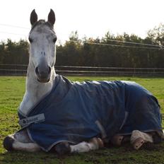 Irsk Sportspony Mr Blue Sky (Mister)