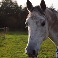 Irsk Sportspony Mr Blue Sky (Mister)