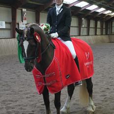 Welsh Cob (sec D) Sirius-S [Rider]