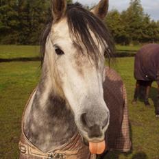 Dartmoor Innis Jerry. (Tidligere pony < 3)