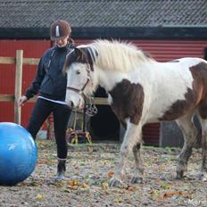 Irish Cob Crossbreed Palle
