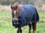 Connemara Quiva <3 - Min ponyfyr <3 - Marts 2013