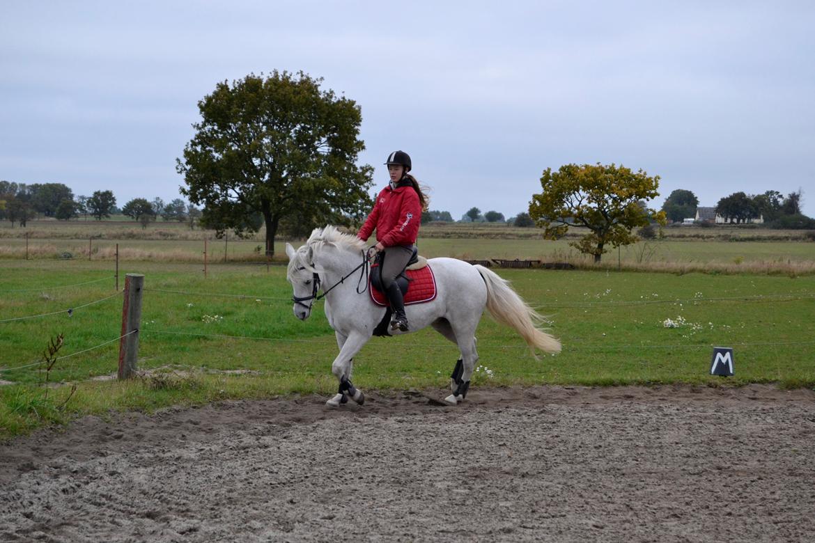 Connemara Hesteklewa Day Dream (day) - næst sidste tur på verdens bedste pony!♥♥ elsker dig forevigt
foto: min far billede 5