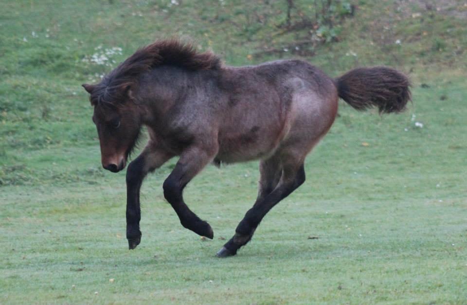 Islænder Djarfgengur fra Boddum - Følle  oktober,nu 5 måneder gammel. billede 2