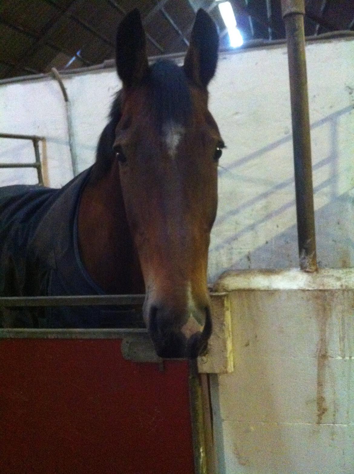 Anden særlig race Arcibald - Arcibald da han lige var ankommet <3 

26/10-13 billede 19