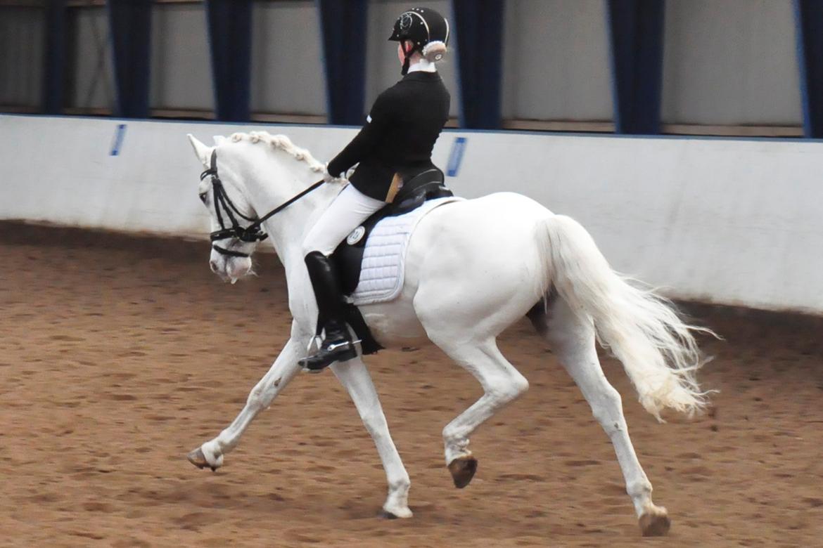 Connemara Veddinge Fit For Fight (B-pony) - Vores 2. PRI. Vi red til 67% og vandt klassen. billede 25