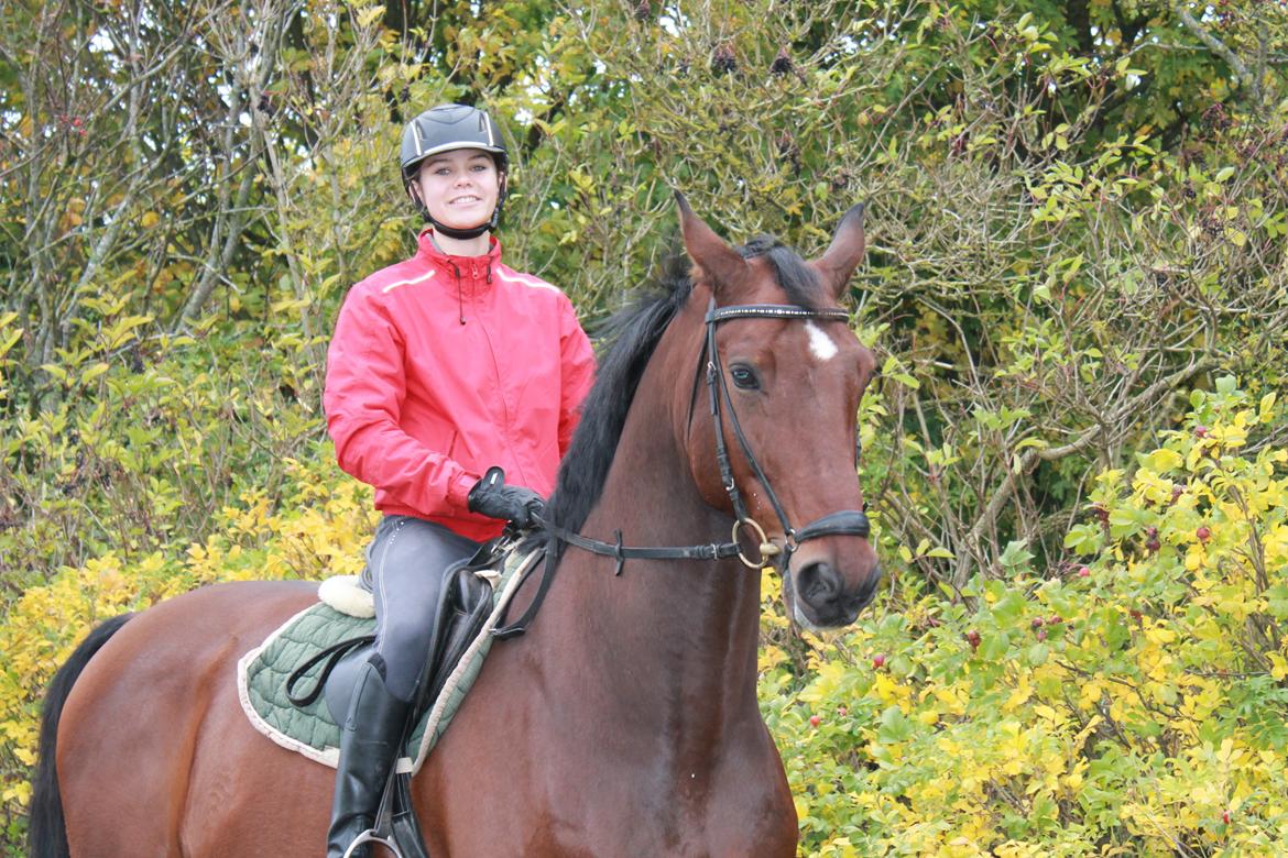 Anden særlig race Top Choice billede 2