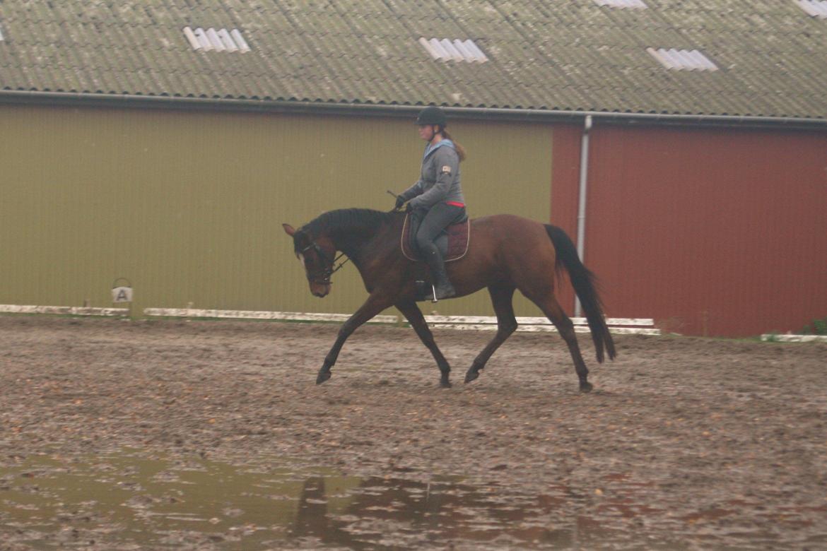 Trakehner Lady [Tidl. hest] - 12) billede 12
