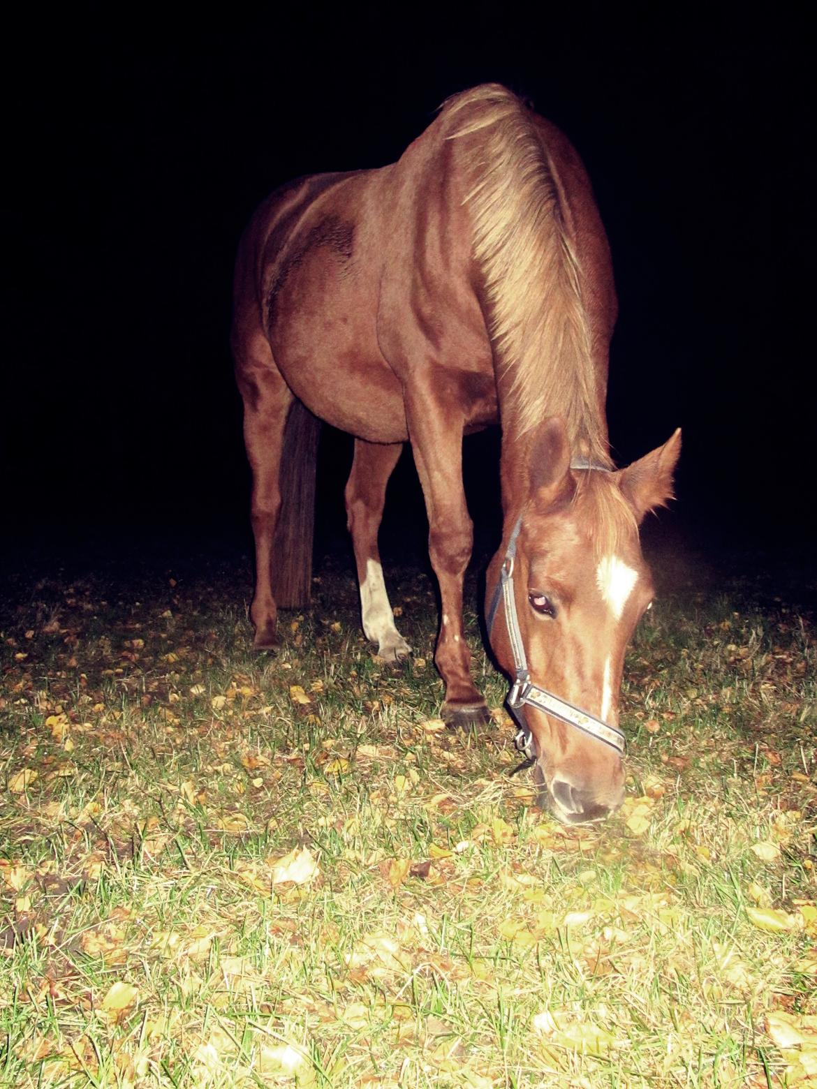 Anden særlig race Queen billede 5