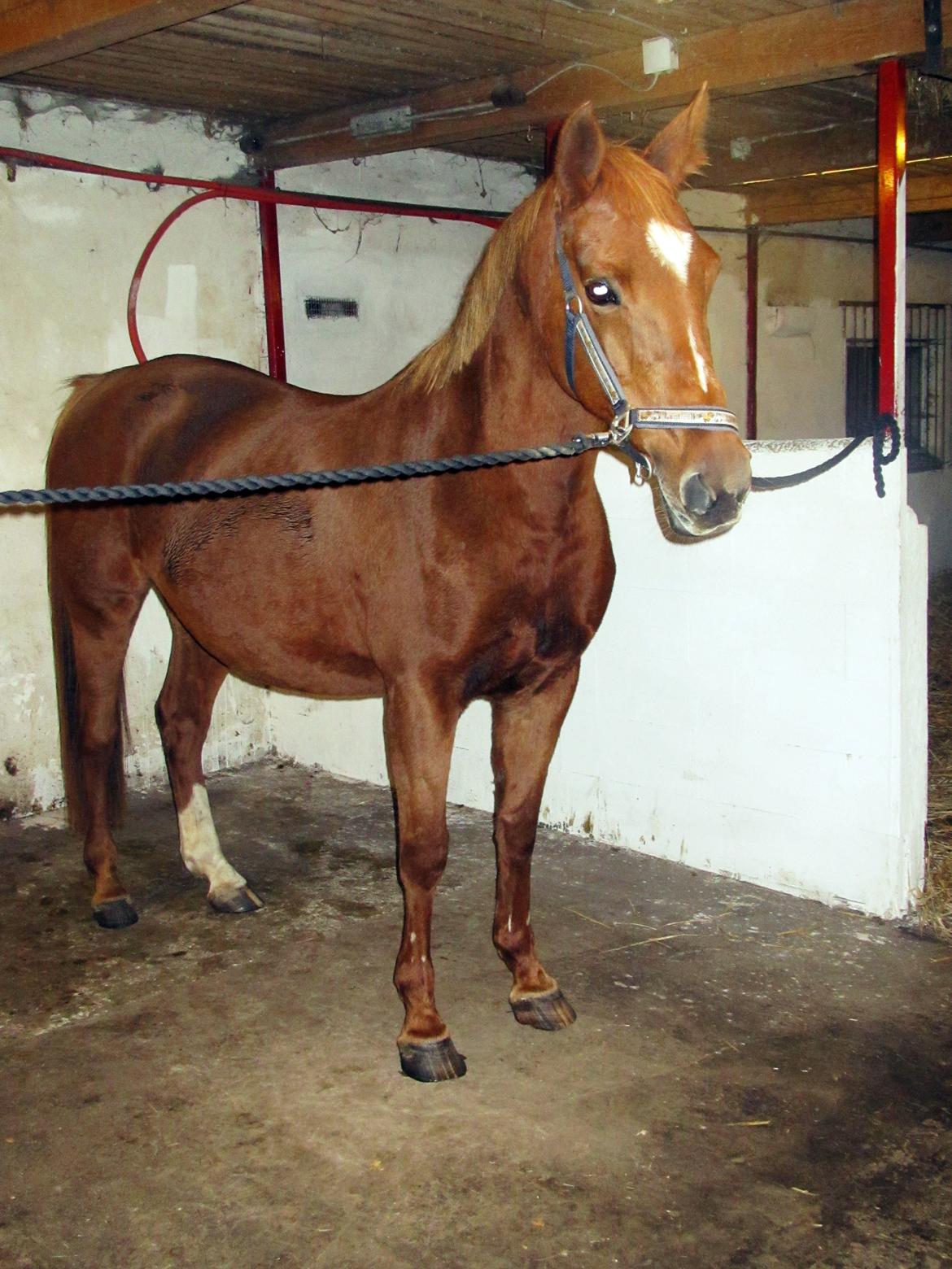 Anden særlig race Queen billede 3