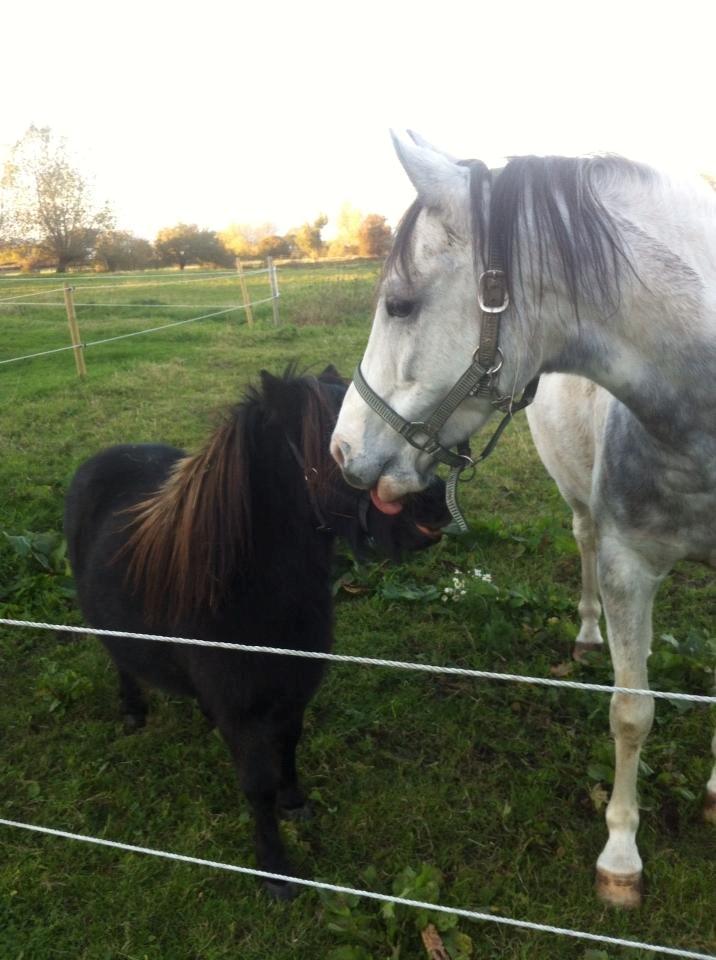 Anden særlig race • Lakota • - Haha fræk det er han ;-) <3 billede 10