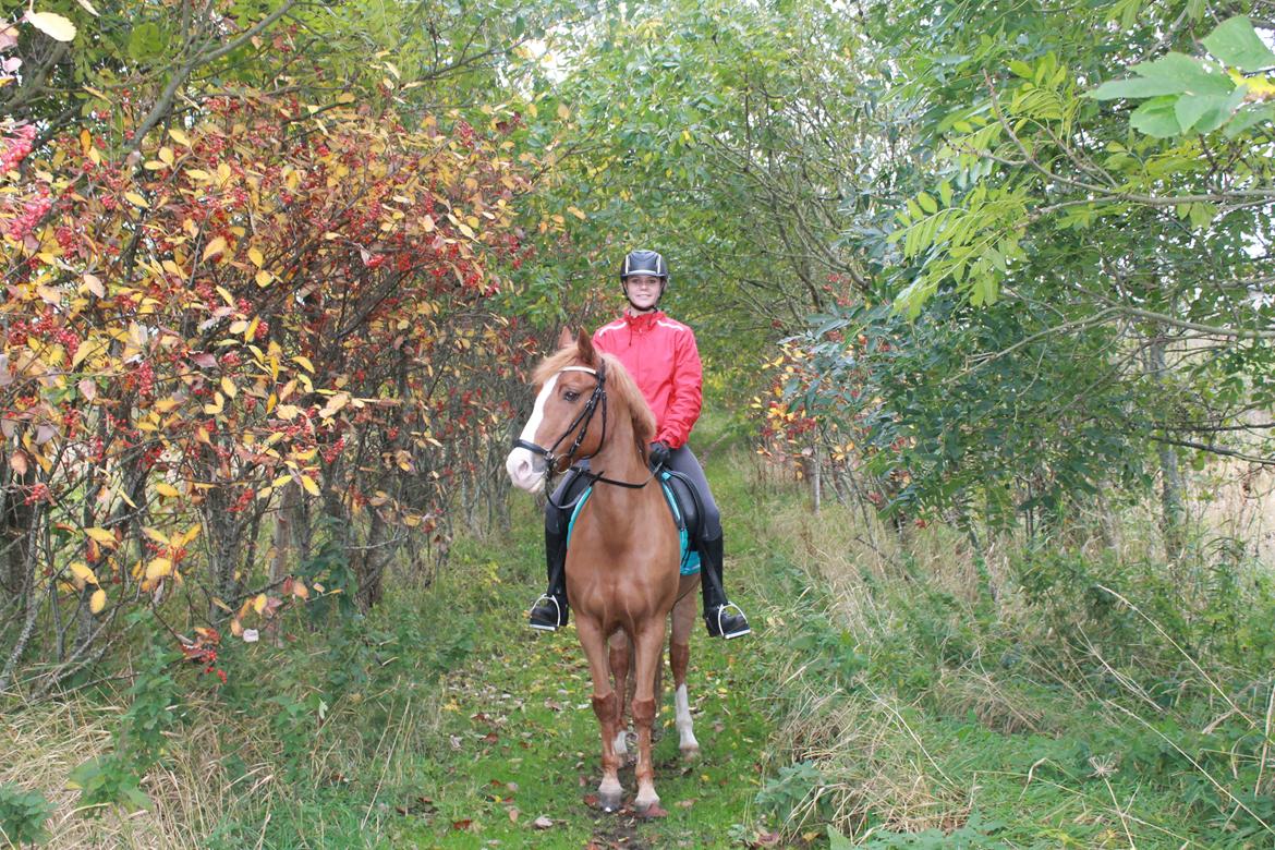 New Forest Remontes Gee-Gee -B-pony billede 11