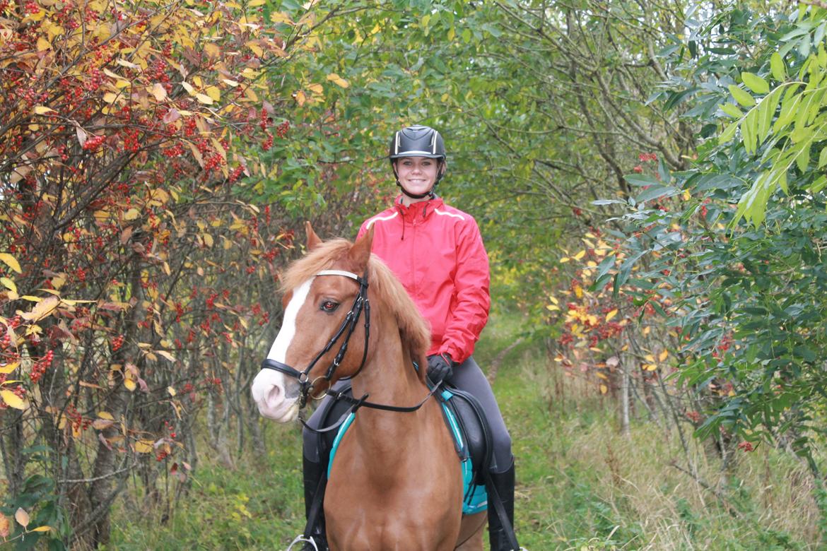 New Forest Remontes Gee-Gee -B-pony - I love you!!<3 billede 15