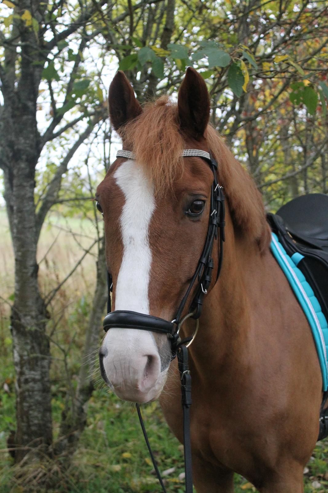 New Forest Remontes Gee-Gee -B-pony - „Never make a mistake and think your life is over. Just step all over that problem and continue walking on the rainbow.“<3 billede 2
