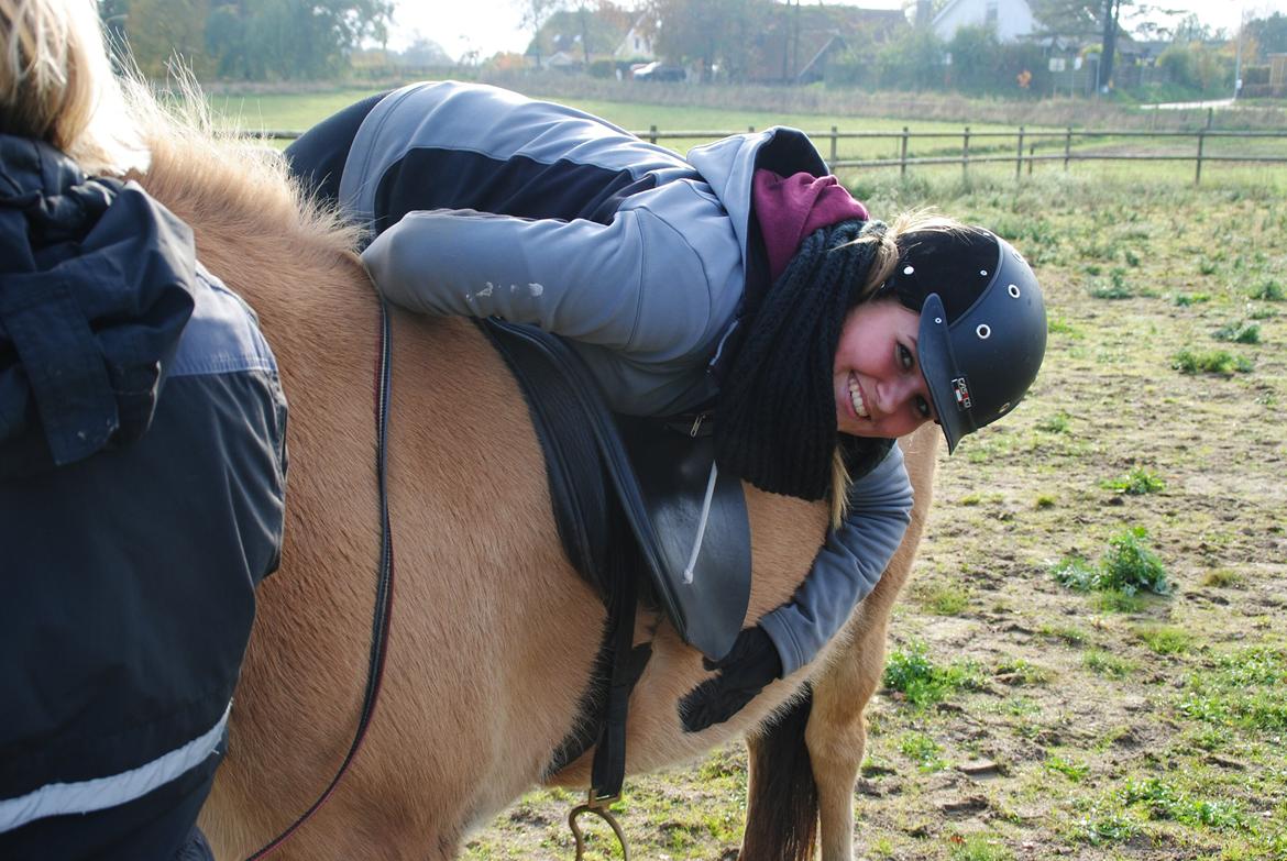Islænder Fála fra Kirkeskovgård billede 19