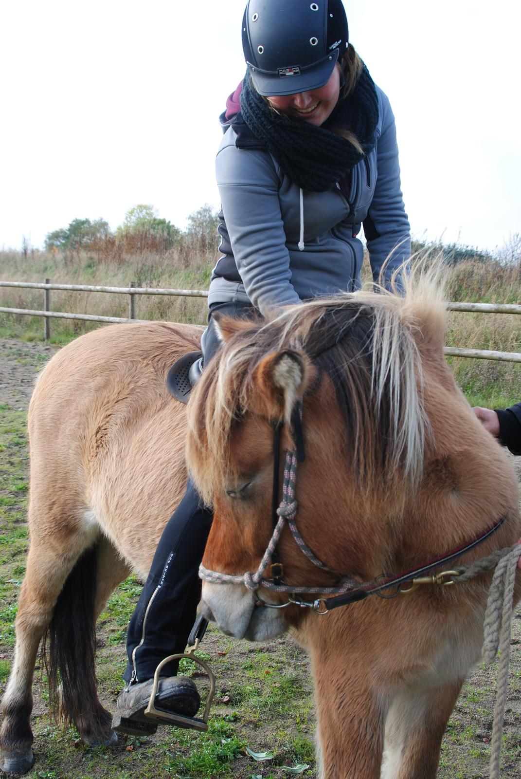 Islænder Fála fra Kirkeskovgård billede 20