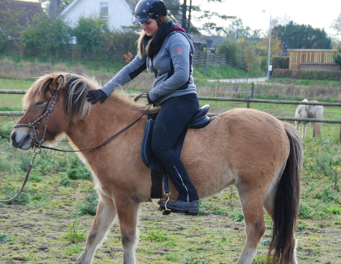 Islænder Fála fra Kirkeskovgård billede 1