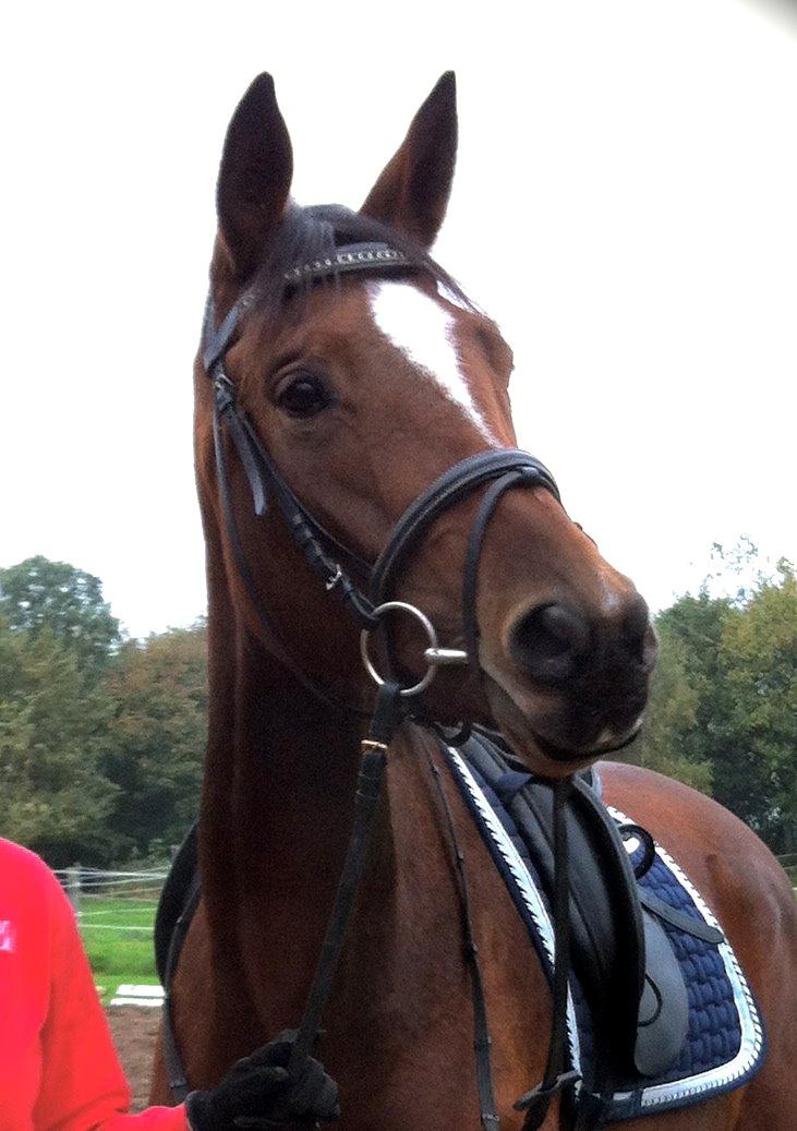 Trakehner Lady [Tidl. hest] - 19) billede 19