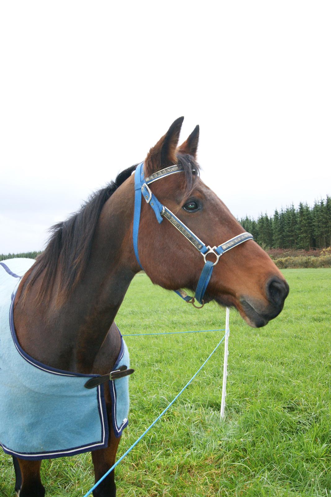 Anden særlig race Molly - Feldborg Ridtet 2013, Lige ankommet :) billede 35