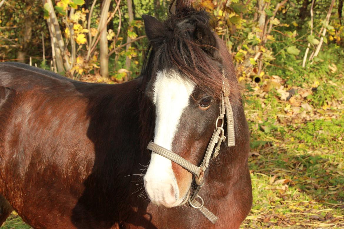 Welsh Mountain (sec A) Branka billede 5