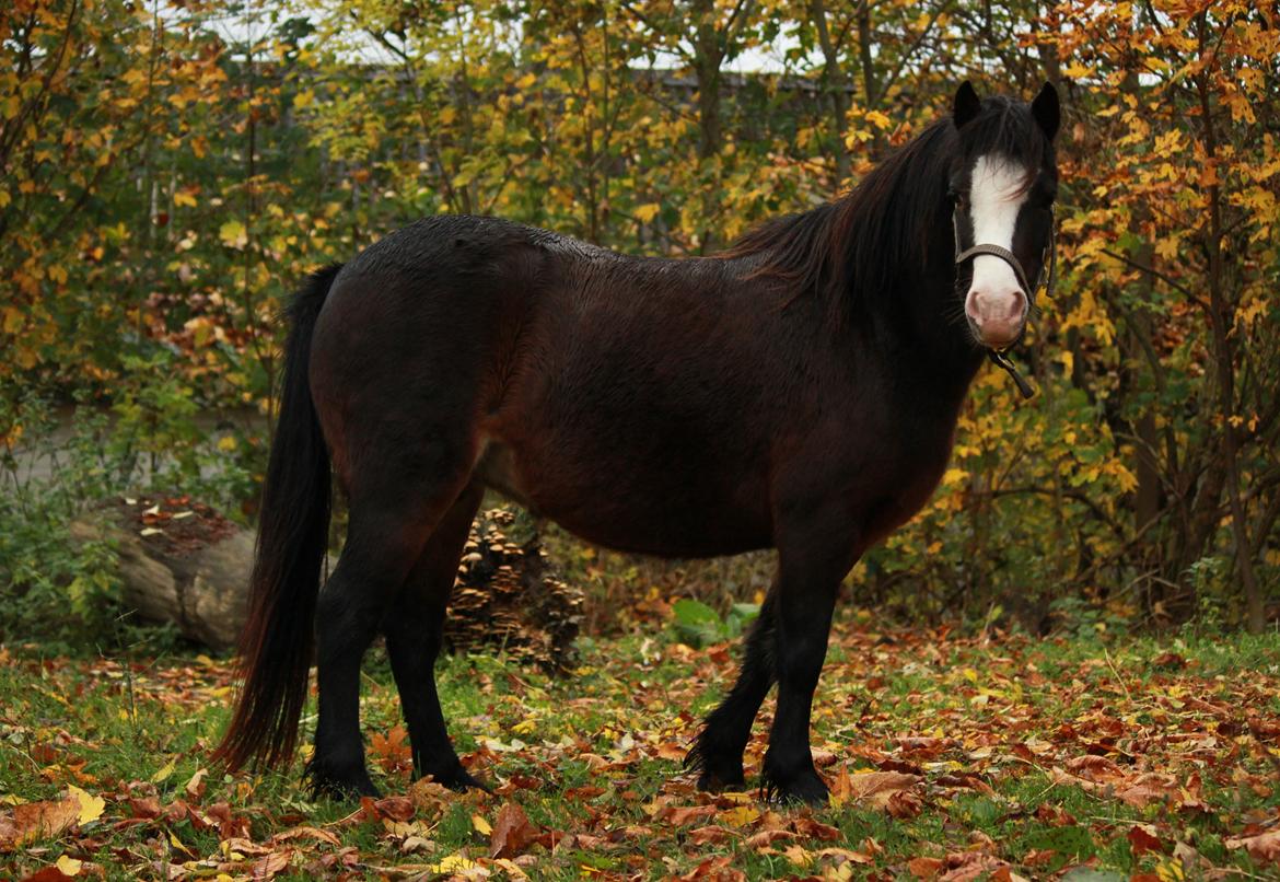 Welsh Mountain (sec A) Branka billede 1