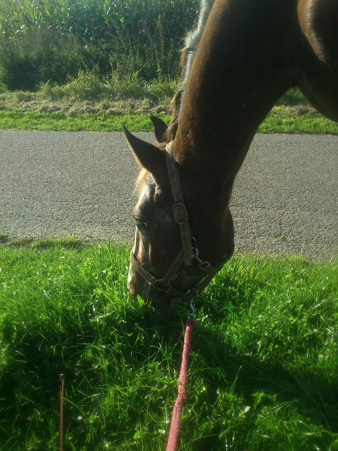 Anden særlig race Belive SOLGT ;'( billede 5