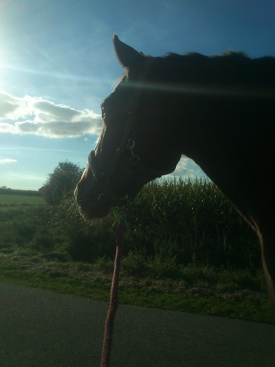 Anden særlig race Belive SOLGT ;'( billede 6