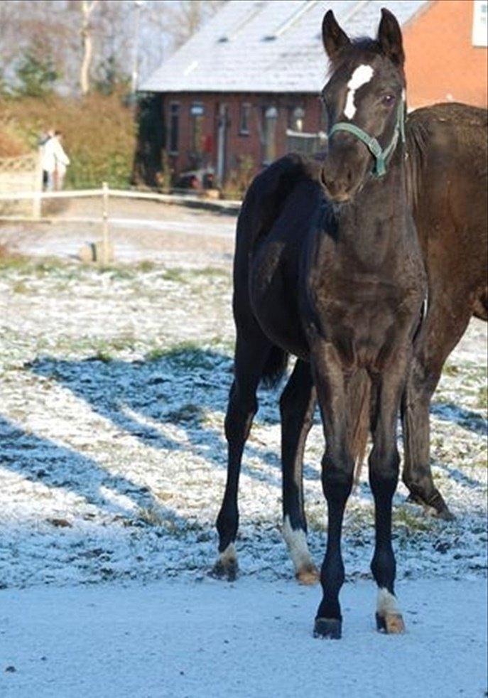 DSP Faithful Little Joy, - Joy 10 måneder billede 19