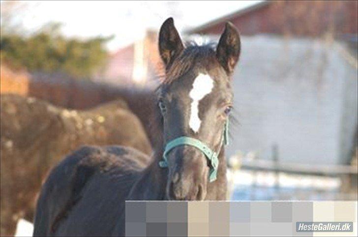 DSP Faithful Little Joy, - Joy, 10 måneder billede 20