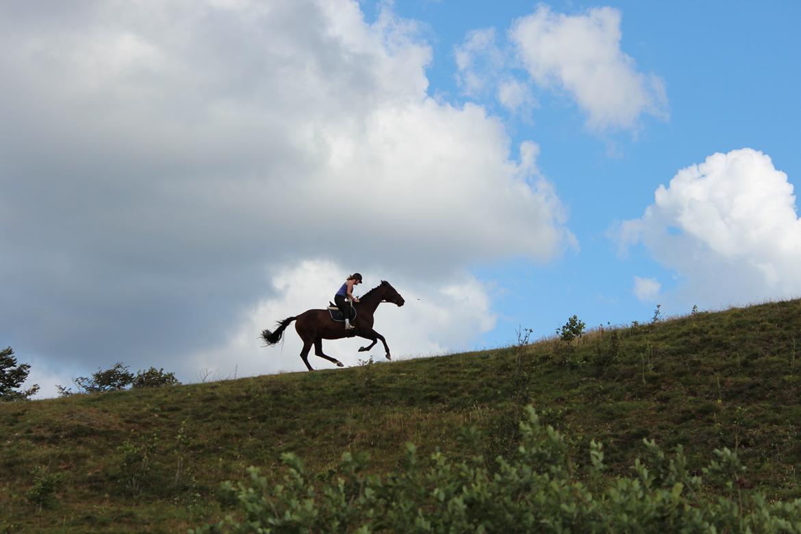 Anden særlig race Vilsbæk Flicka (Himmelhest) - WE BELIVE WE CAN FLY
FOTO Diana billede 11