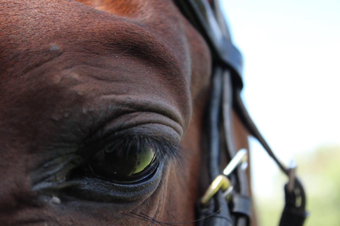 Anden særlig race Vilsbæk Flicka (Himmelhest) - Sikke smuk hun er den bette mus FOTO Mette billede 13