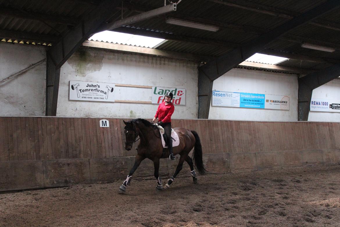 Anden særlig race Vilsbæk Flicka (Himmelhest) - En af de sidste timer på STR inden efterskolen FOTO Mor billede 15