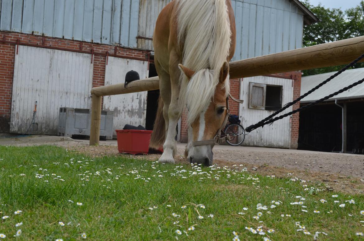 Haflinger Lille Pepsi billede 5