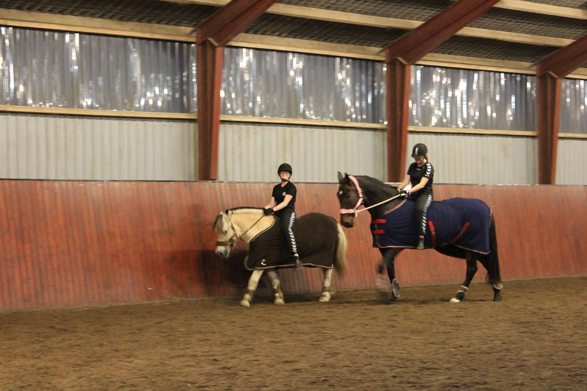 Fjordhest Bamse - hyp hyp og hygge på BE billede 2