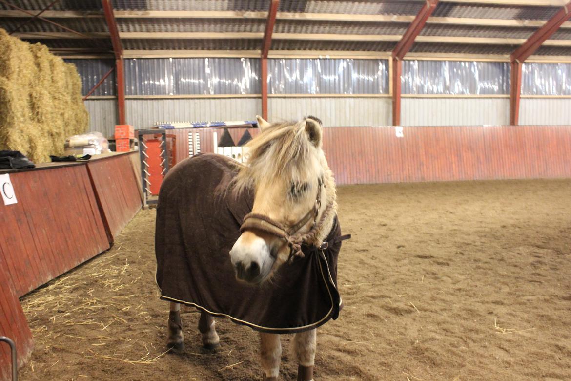 Fjordhest Bamse - står pænt og venter på mor billede 3