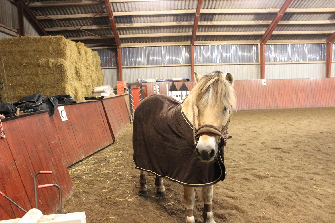 Fjordhest Bamse - hvornår kommer hun billede 4