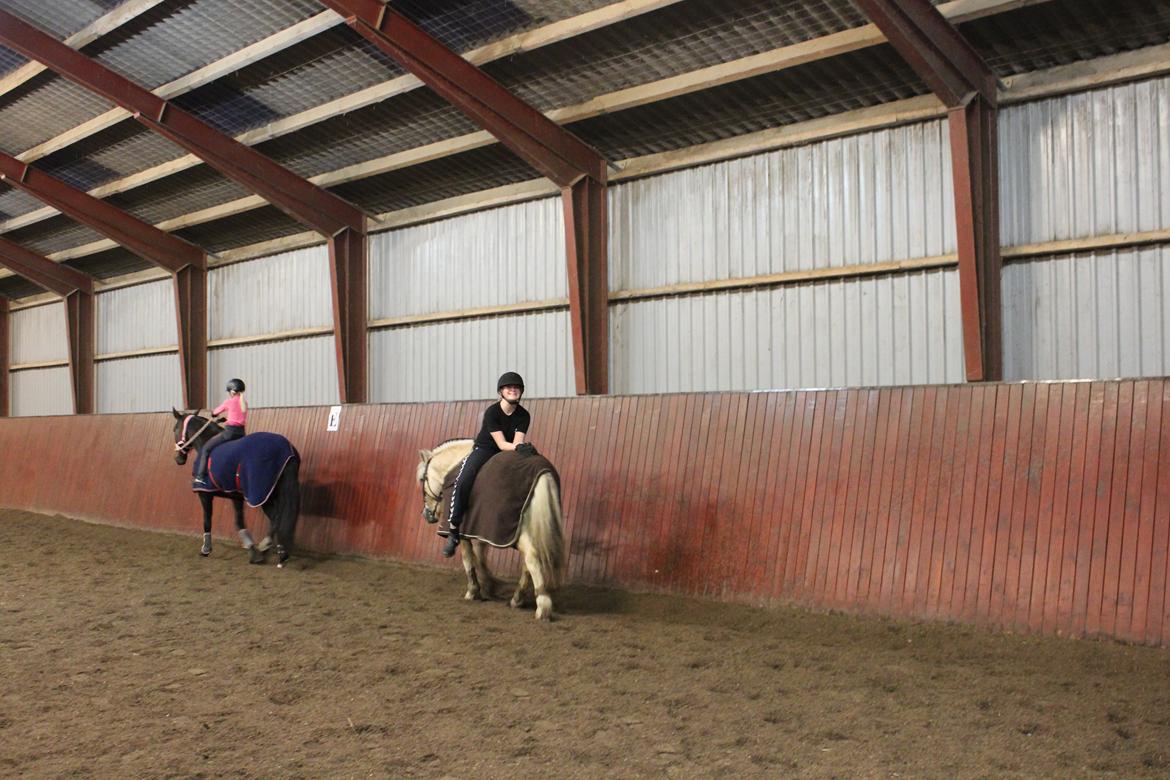 Fjordhest Bamse - min omvandrene lænestol  billede 5