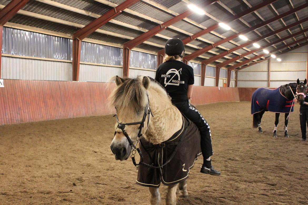 Fjordhest Bamse - sjov og ballade billede 6